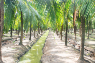 Trà Vinh: Mô hình trồng dừa hữu cơ cho hiệu quả bền vững