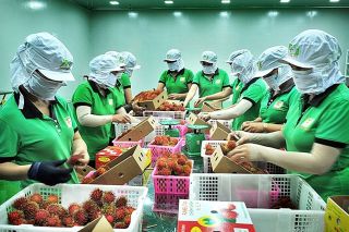 Châu Âu luôn là thị trường xuất khẩu tiềm năng của nông sản Việt Nam