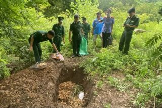 Tiêu hủy gần 70kg nghi là sâm không rõ nguồn gốc
