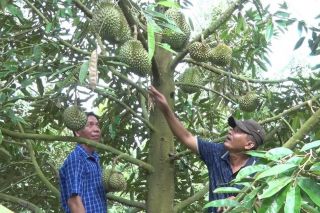 Đồng Tháp phấn đấu có 60 sản phẩm chế biến từ sen được xếp hạng OCOP