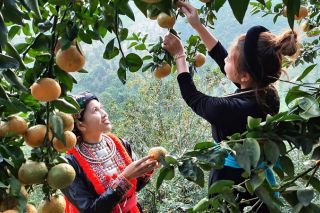 Khoa học công nghệ góp phần phát triển vùng Trung du và miền núi phía Bắc