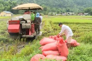 Hôm nay, ngày 03/11: Giá gạo tiếp tục tăng