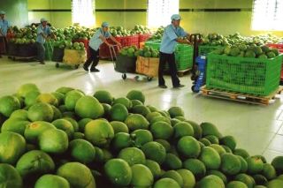 Chanh, bưởi, nhãn, khoai lang hiện diện ở thị trường nước ngoài như thế nào?