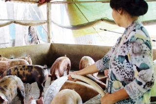Giá heo hơi hôm nay 15/02: Giảm cao nhất 3.000 đồng/kg