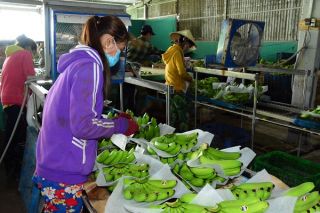Cà Mau dự kiến đào tạo nghề nông nghiệp cho 23.466 lao động nông thôn