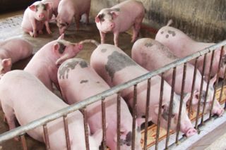 Giá heo hơi hôm nay 21/4: Biến động trái chiều