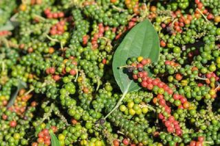 Giá tiêu hôm nay 21/4: Tiếp tục tăng 500 đồng/kg