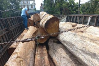 Gia Lai: Bắt giữ vụ vận chuyển gỗ lậu lớn