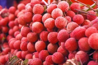 Vải thiều Bắc Giang từng bước vững tiến vào thị trường Mỹ
