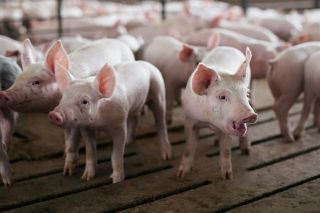 Giá heo hơi hôm nay 24/6: Không có nhiều biến động, cao nhất 63.000 đồng/kg