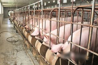 Giá heo hơi hôm nay 26/8: Giảm 1.000 đồng/kg tại một vài địa phương