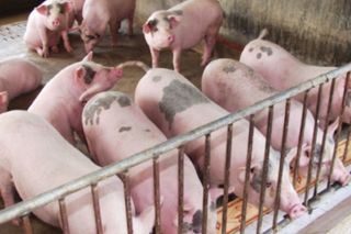 Giá heo hôm nay 28/8: Chững lại, cao nhất 59.000 đồng/kg