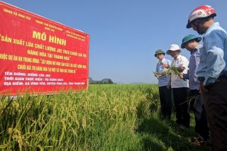 Thanh Hóa: Chuyển đổi cơ cấu các loại giống lúa lai năng suất vào sản xuất
