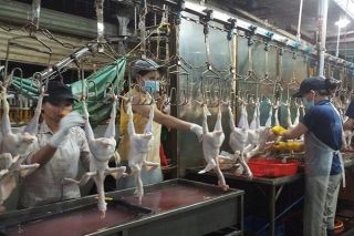 Lào Cai: Tăng cường kiểm soát dịch bệnh động vật và đảm bảo ATTP có nguồn gốc động vật