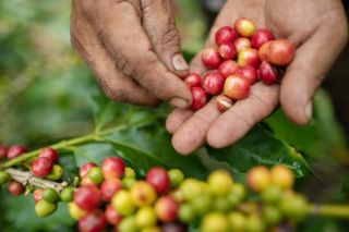 Giá cà phê hôm nay 9/10: Giá cà phê trong nước tiếp tục giảm