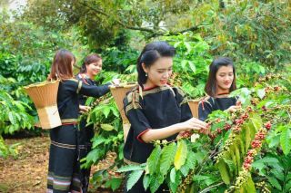 Giá cà phê hôm nay 22/10: Giá cà phê trong nước tăng mạnh, chạm mốc 60.000 đồng/kg