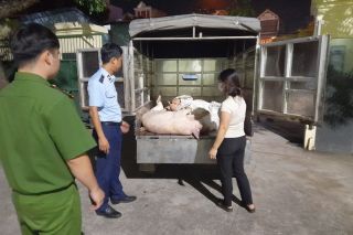 Phát hiện gần 500kg thịt lợn không bảo đảm an toàn thực phẩm