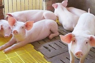 Giá heo hơi hôm nay 19/11: Diễn biến trái chiều trong ngày cuối tuần
