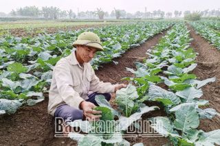 Xã Nam Dương (Nam Trực - Nam Định) bảo đảm nguồn cung rau màu phục vụ Tết Nguyên đán