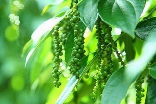 Giá tiêu hôm nay 21/1: Thị trường hồ tiêu có xu hướng đi lên, giá tiêu cao nhất 82.500 đồng/kg
