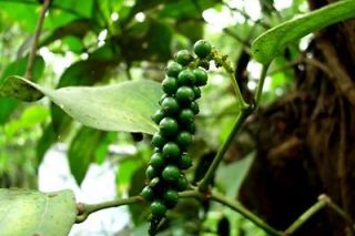 Giá tiêu hôm nay 24/01: Tăng 500 đồng/kg