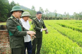 Thái Nguyên: Huyện Phú Lương phát huy thế mạnh kinh tế rừng
