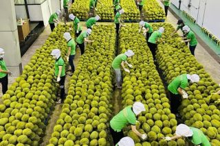 Trung Quốc trở thành thị trường xuất khẩu lớn nhất của nông lâm thủy sản Việt Nam
