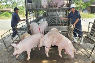 Giá heo hơi hôm nay 10/1/2025: Tiếp đà tăng tại một số tỉnh miền Bắc