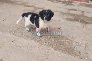Hải Phòng quyết liệt trong công tác phòng, chống bệnh dại ở động vật