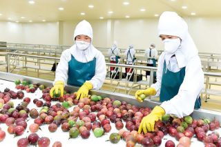 Rau, củ, quả Việt cạnh tranh với Nam Mỹ và Châu Phi ở thị trường Pháp như thế nào?