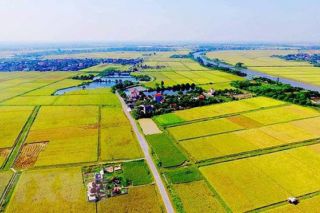 Điều kiện xây dựng công trình trên đất trồng lúa phục vụ trực tiếp sản xuất nông nghiệp