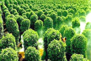 Giá tiêu hôm nay 21/4: Trên đà tăng nóng, có xu hướng tiến đến mốc 100.000 đồng/kg