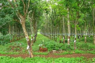 Làm thế nào để chuyển đất trồng cây ăn quả thành đất ở?