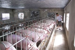 Giá heo hơi hôm nay 7/7: Cao nhất 69.000 đồng/kg