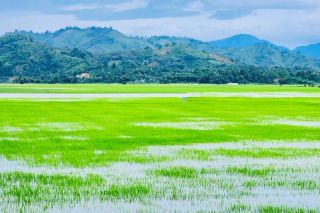 Đắc Lắk gần 1.200 ha lúa nước và hoa màu nguy cơ mất trắng
