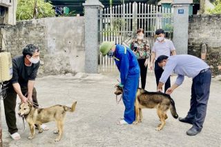 Hà Nội xuất hiện thêm 3 ổ dịch chó dại
