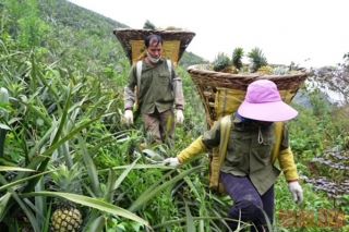 Lào Cai: Hỗ trợ sản xuất dứa rải vụ, liên kết bao tiêu sản phẩm