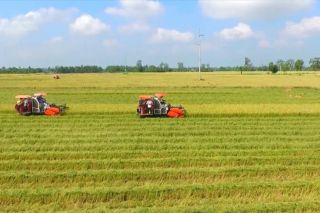 Tạo khác biệt đột phá cho vùng quy hoạch trồng lúa có năng suất, chất lượng cao