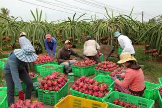 Người tiêu dùng Trung Quốc ưa chuộng trái cây Việt Nam như thế nào?
