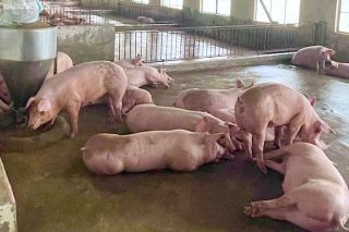 Giá heo hơi hôm nay 4/9: Ổn định