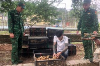 Đồn BPCK Hoành Mô: Bắt vụ vận chuyển 6.000 con gà giống không rõ nguồn gốc
