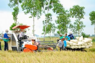 Sóc Trăng: Sản lượng lúa trong 9 tháng năm 2024 đạt trên 2,1 triệu tấn, tăng hơn 5% so với cùng kỳ