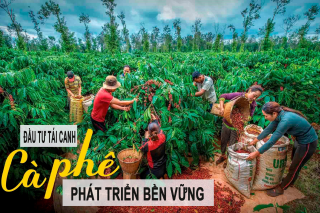 Cây cà phê cần đầu tư tái canh để phát triển bền vững?