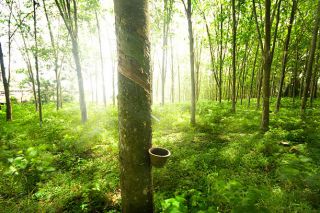 Doanh nghiệp ngành cao su đồng loạt báo lãi khủng