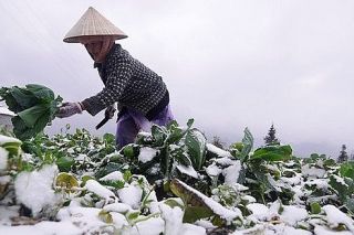 Bộ Nông nghiệp đề nghị ứng phó với rét đậm, rét hại và gió mạnh trên biển