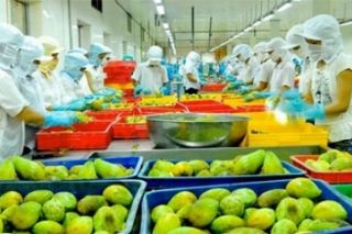 Vì sao, xuất khẩu rau quả tháng 3/2025 giảm?