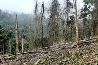 Phá rừng, một người đàn ông ở Hà Tĩnh bị phạt 37,5 triệu đồng