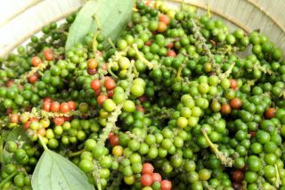 Giá tiêu hôm nay 11/4: Tăng 1.000 - 2.000 đồng/kg