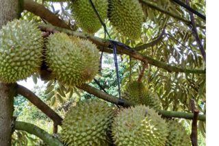 Giá sầu riêng hôm nay 30/4: Sầu Ri6 tăng
