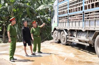 Bắt giữ xe tải chở 18 tấn lợn không rõ nguồn gốc, nhiễm dịch tả Châu Phi đi tiêu thụ